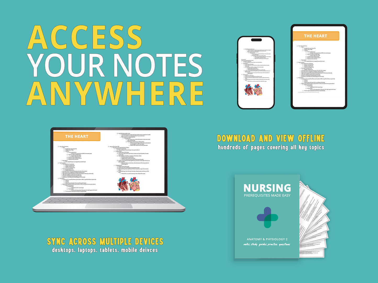 Digital download image promoting Anatomy and Physiology 2 notes bundle with Access Your Notes Anywhere text at the top. Image showcases a laptop, smartphone, and tablet displaying sections of a&p notes for college students and nursing students.