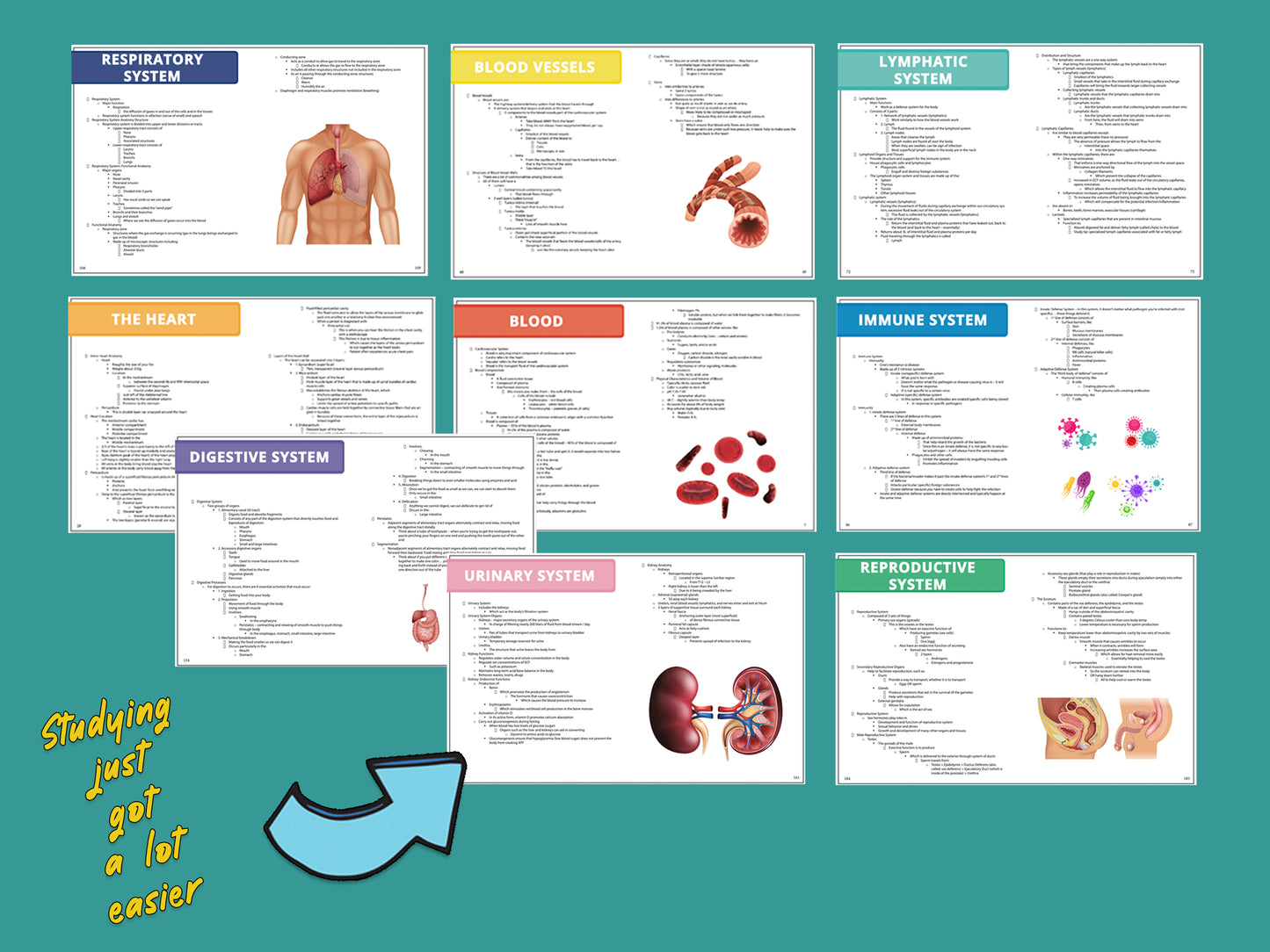 Anatomy and Physiology Multi-Course Bundle | AP 1 and AP 2 | Anatomy Notes | Anatomy Study Guide | Flash Cards Bundle | Digital Download