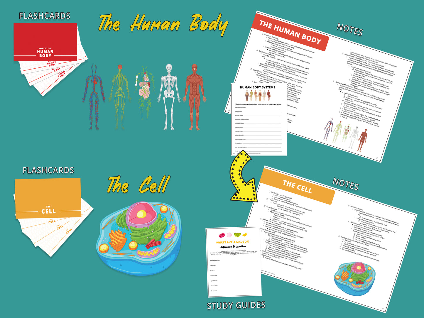 Anatomy and Physiology Multi-Course Bundle | AP 1 and AP 2 | Anatomy Notes | Anatomy Study Guide | Flash Cards Bundle | Digital Download