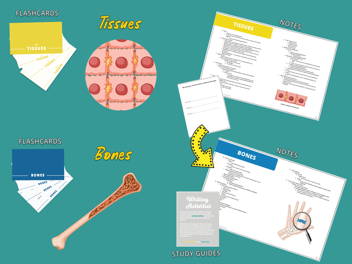 Anatomy and Physiology Multi-Course Bundle | AP 1 and AP 2 | Anatomy Notes | Anatomy Study Guide | Flash Cards Bundle | Digital Download