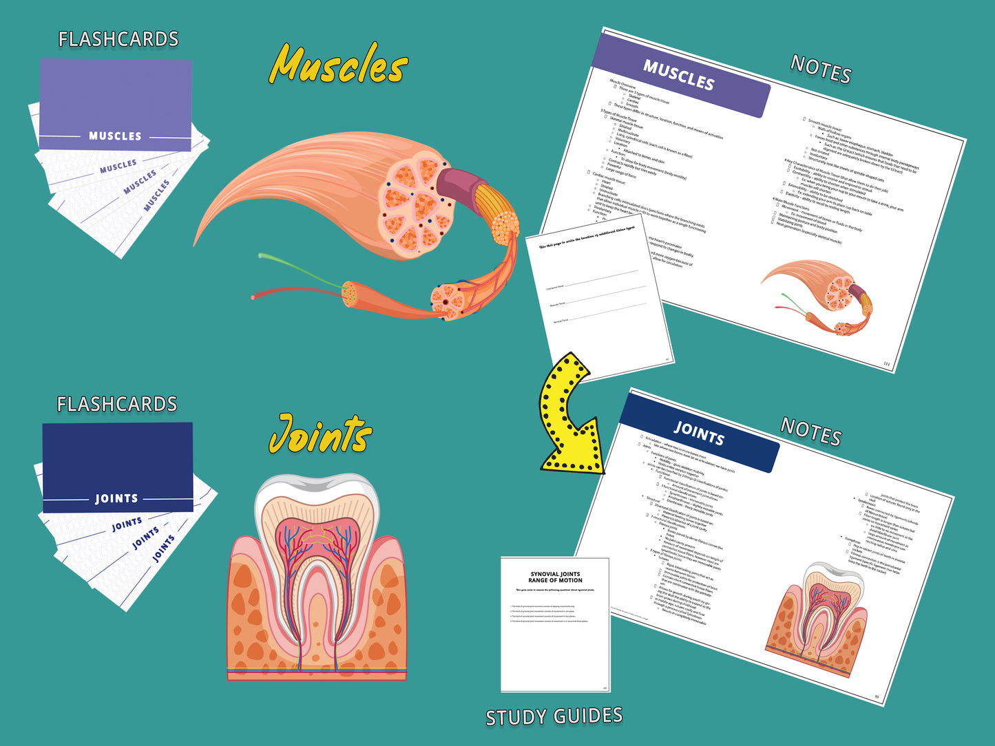 Anatomy and Physiology Multi-Course Bundle | AP 1 and AP 2 | Anatomy Notes | Anatomy Study Guide | Flash Cards Bundle | Digital Download