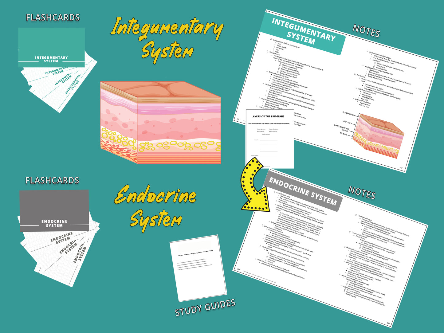 Anatomy and Physiology Multi-Course Bundle | AP 1 and AP 2 | Anatomy Notes | Anatomy Study Guide | Flash Cards Bundle | Digital Download