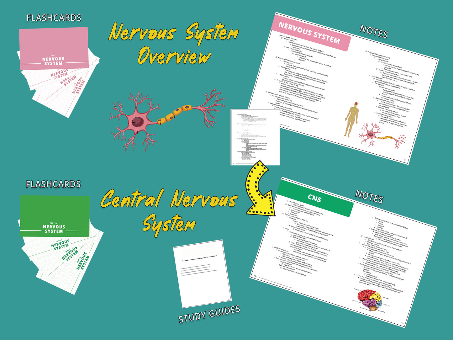 Anatomy and Physiology Multi-Course Bundle | AP 1 and AP 2 | Anatomy Notes | Anatomy Study Guide | Flash Cards Bundle | Digital Download