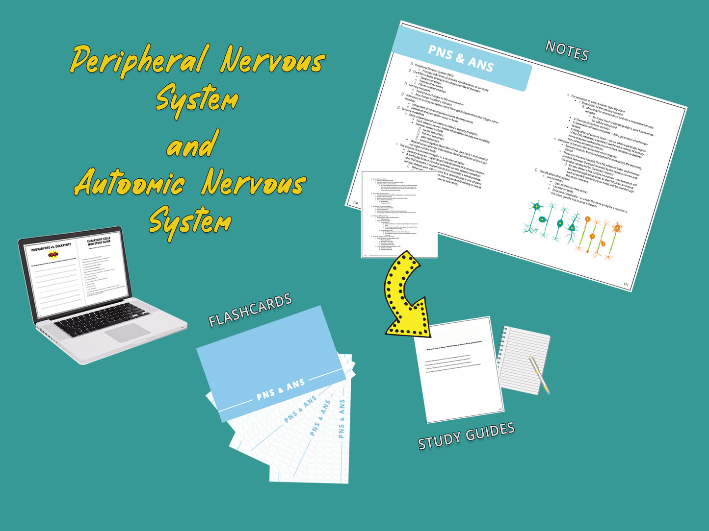 Anatomy and Physiology Multi-Course Bundle | AP 1 and AP 2 | Anatomy Notes | Anatomy Study Guide | Flash Cards Bundle | Digital Download