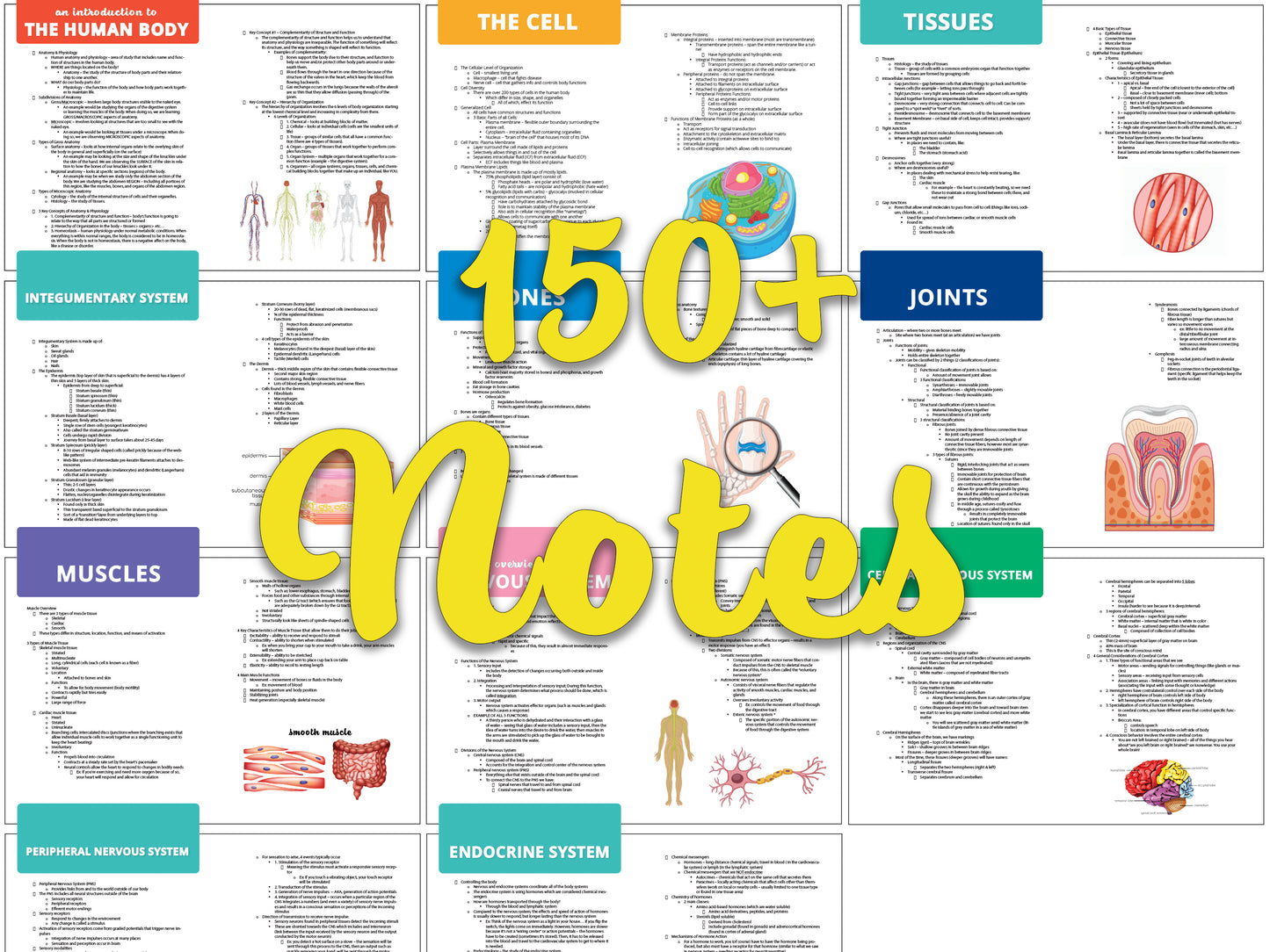 Anatomy and Physiology Study Guide Bundle | Anatomy and Physiology Notes | Anatomy and Physiology Flashcards | Digital Download
