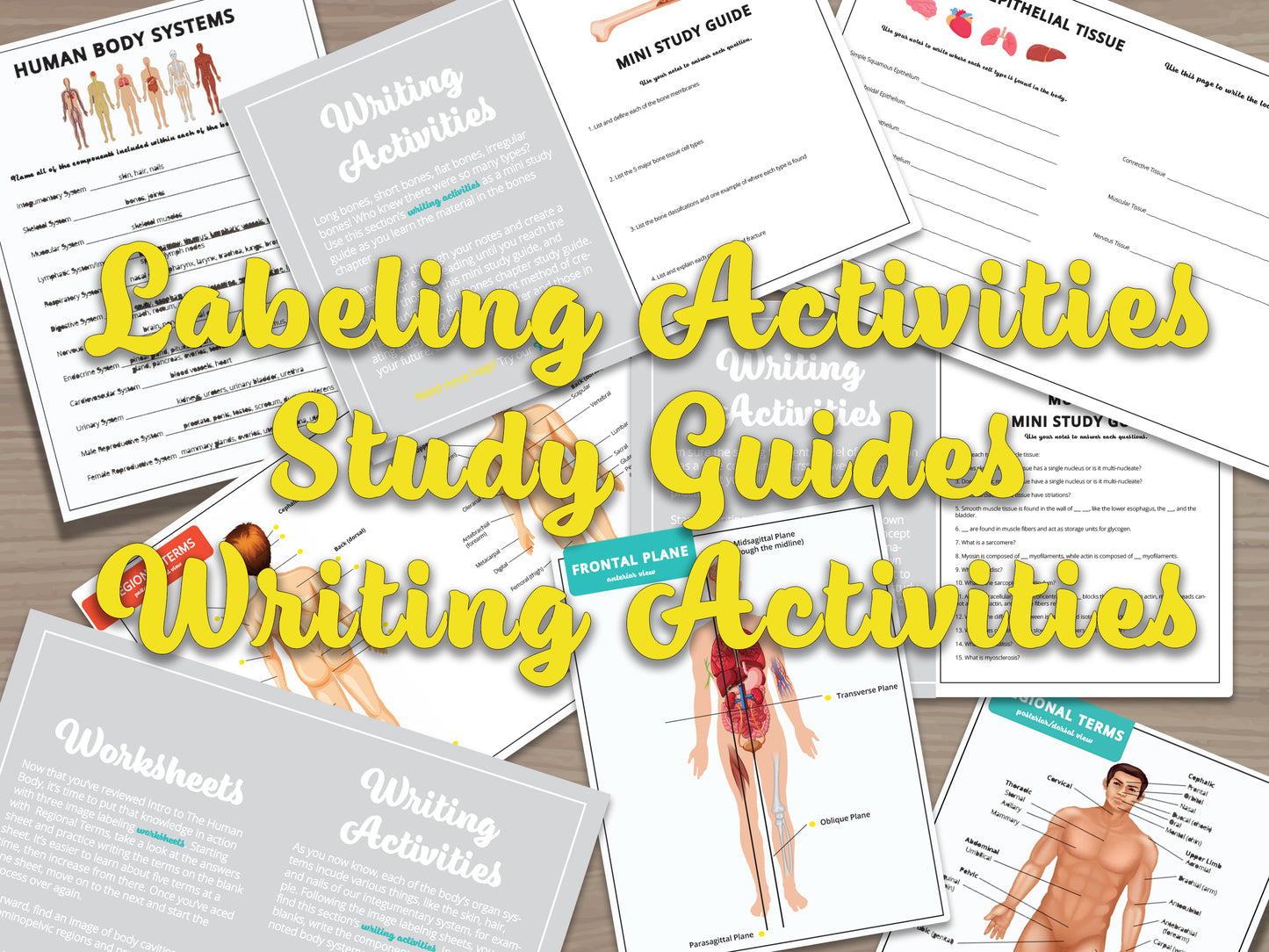 Anatomy and Physiology Study Guide Bundle | Anatomy and Physiology Notes | Anatomy and Physiology Flashcards | Digital Download