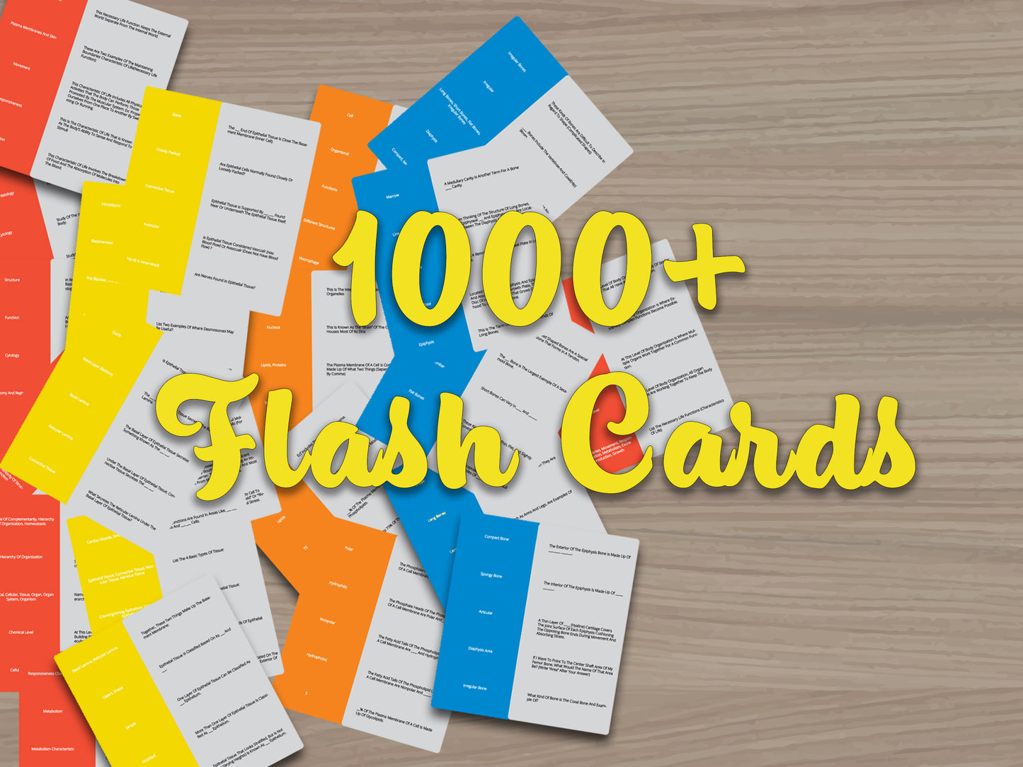 Anatomy and Physiology Study Guide Bundle | Anatomy and Physiology Notes | Anatomy and Physiology Flashcards | Digital Download
