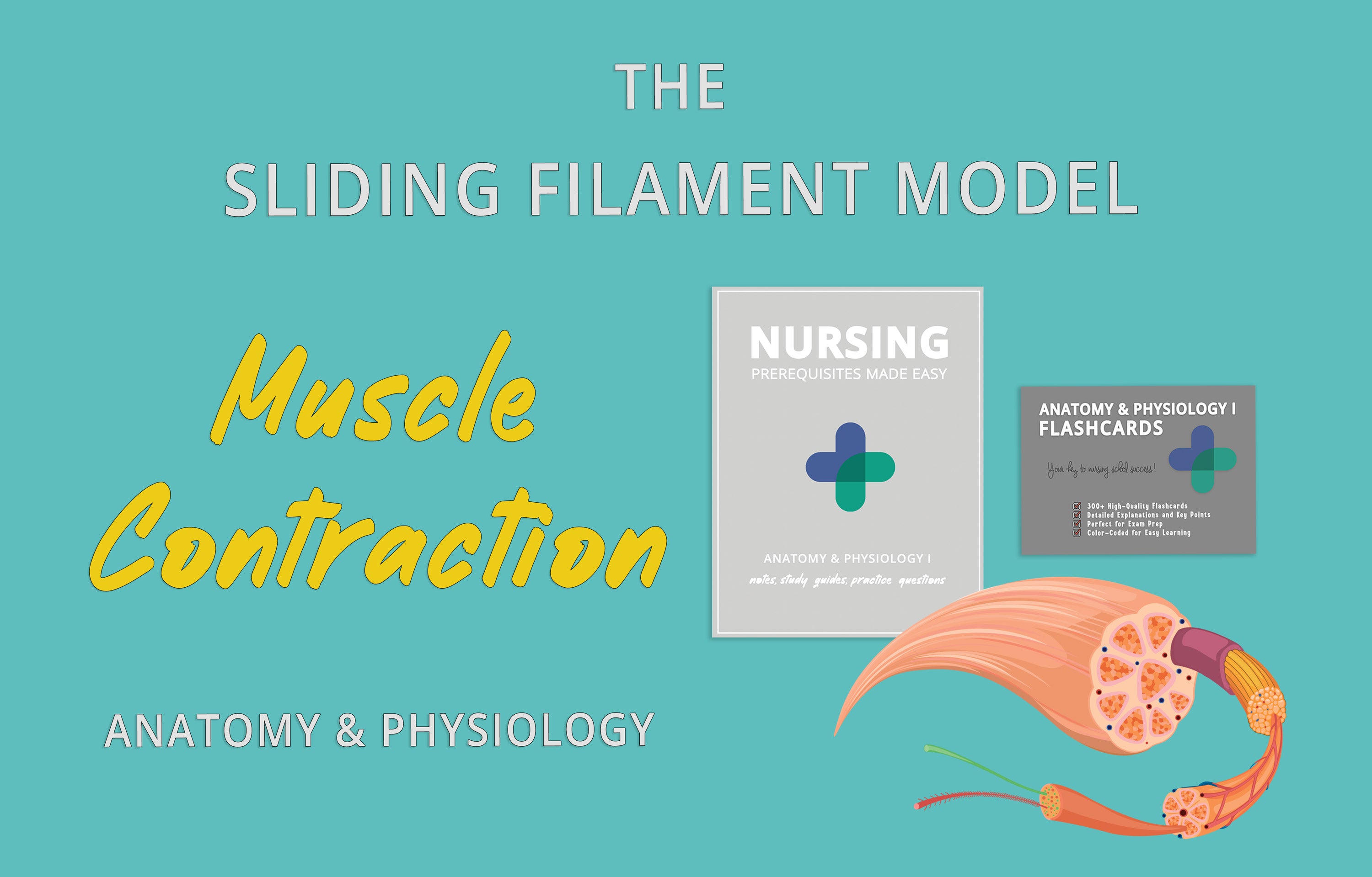 Mastering The Sliding Filament Model of Muscle Contraction: An Anatomy ...