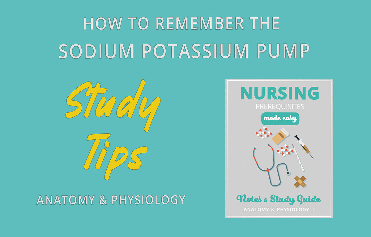 Anatomy & Physiology Study Guide: How to Remember the Sodium Potassium ...
