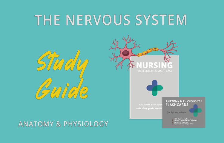 The Nervous System: An Anatomy and Physiology Study Guide for College
